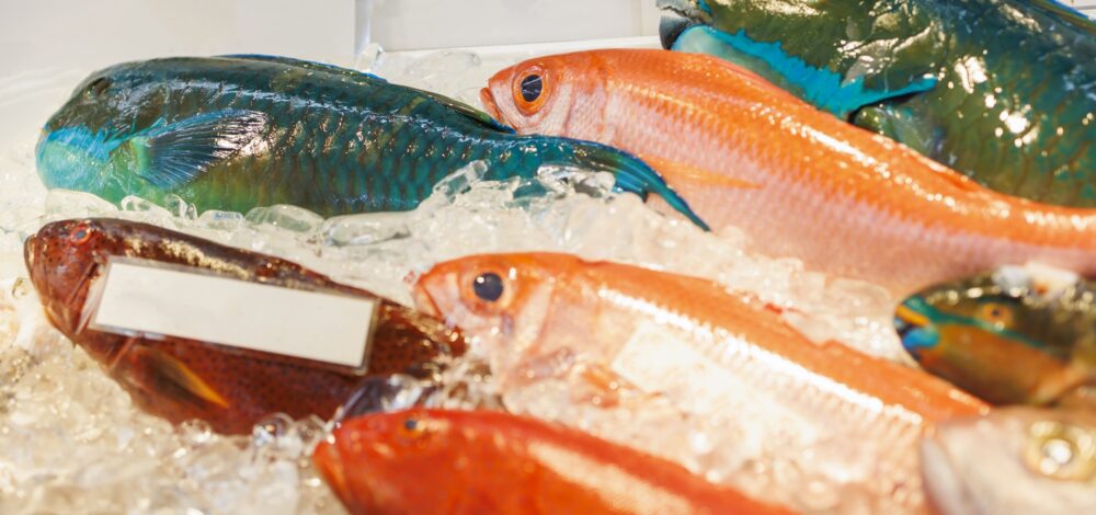 【漁師・魚屋必見】魚の廃棄ロスを劇的に減らす！鮮度管理の極意